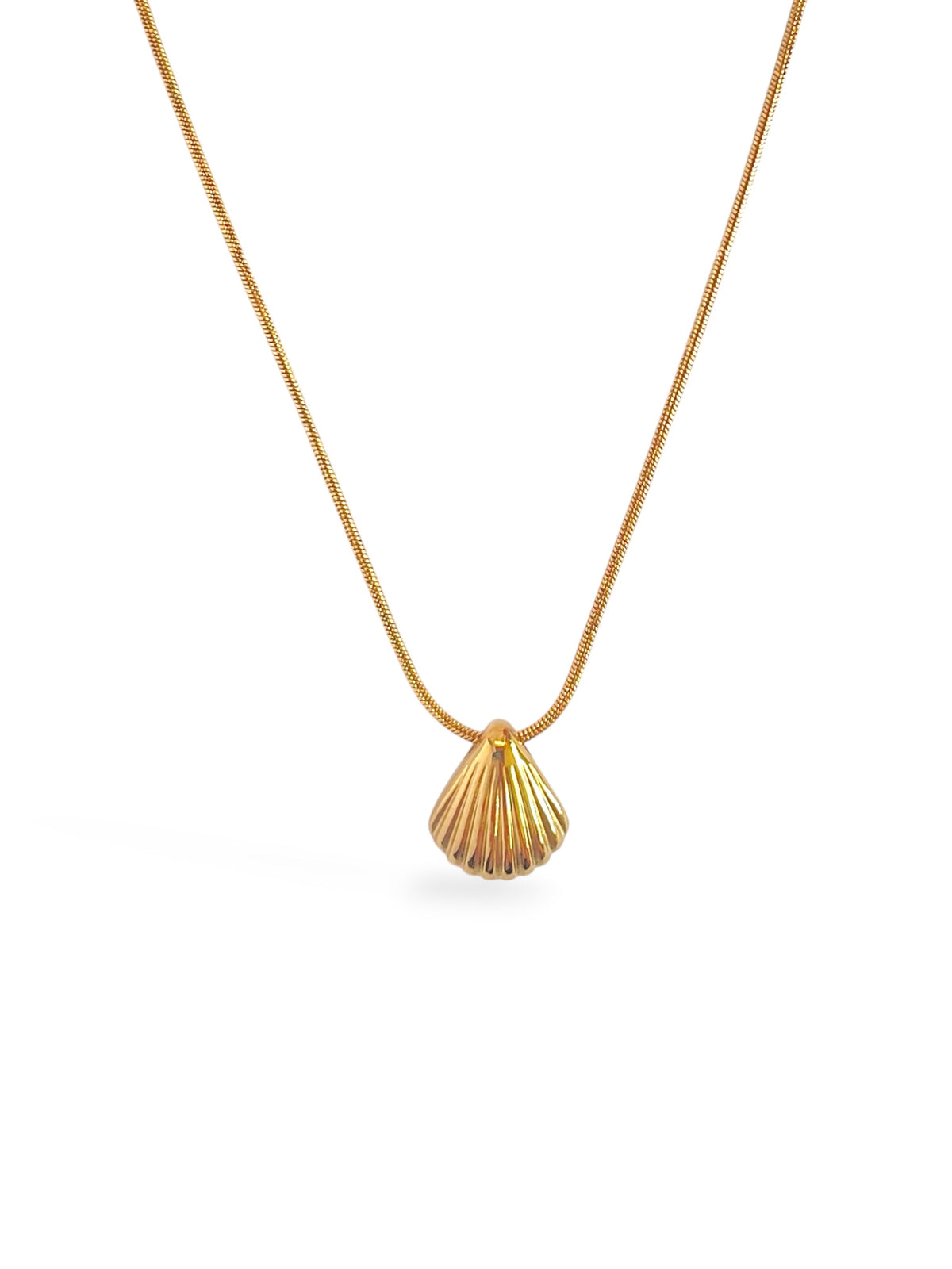 Seashell Glow